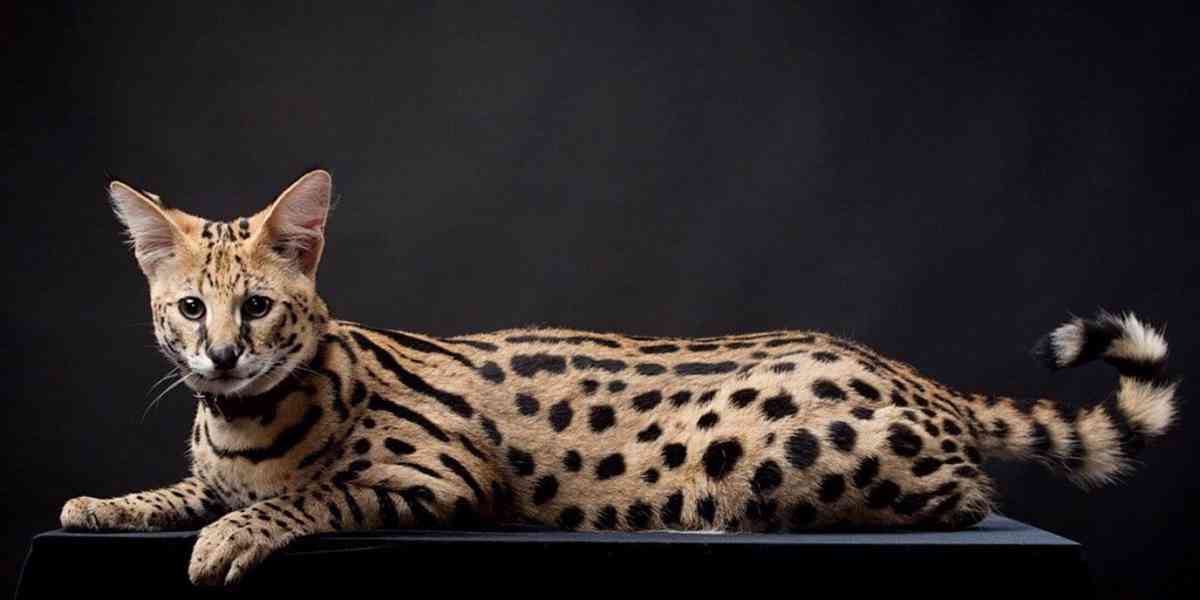 Krásná koťátka savannah s plným rodokmenem - foto 3