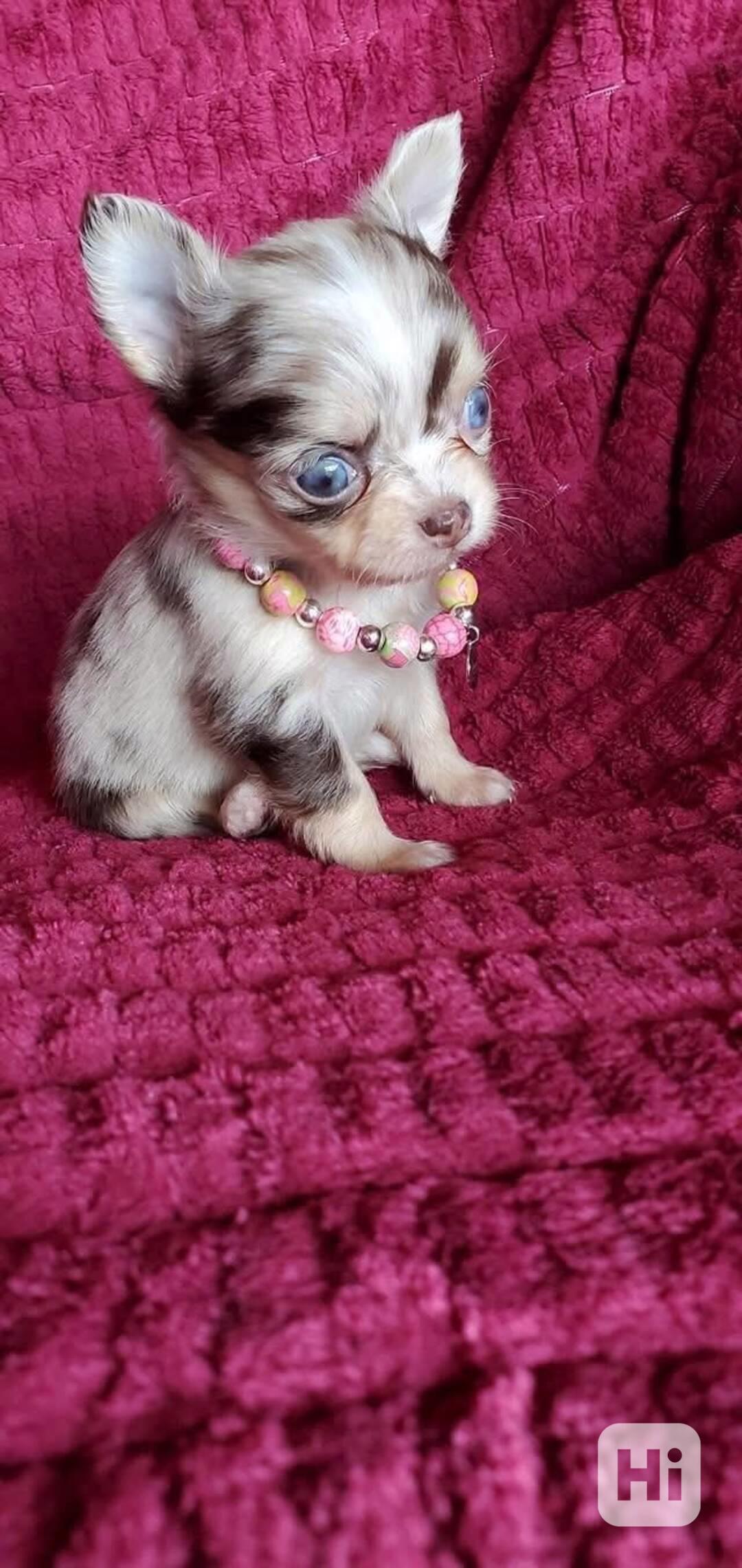 Štěňata čivavy Pp - foto 1