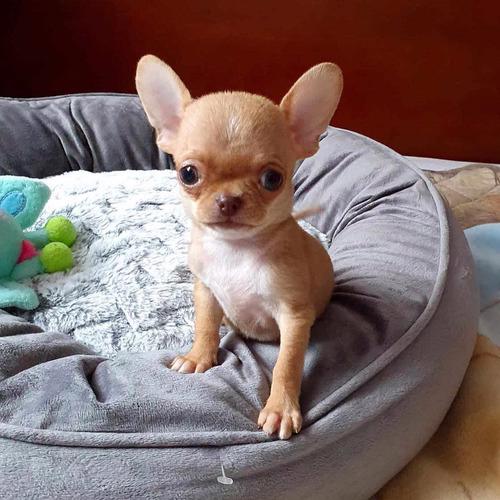 Štěňata čivavy Pp - foto 2