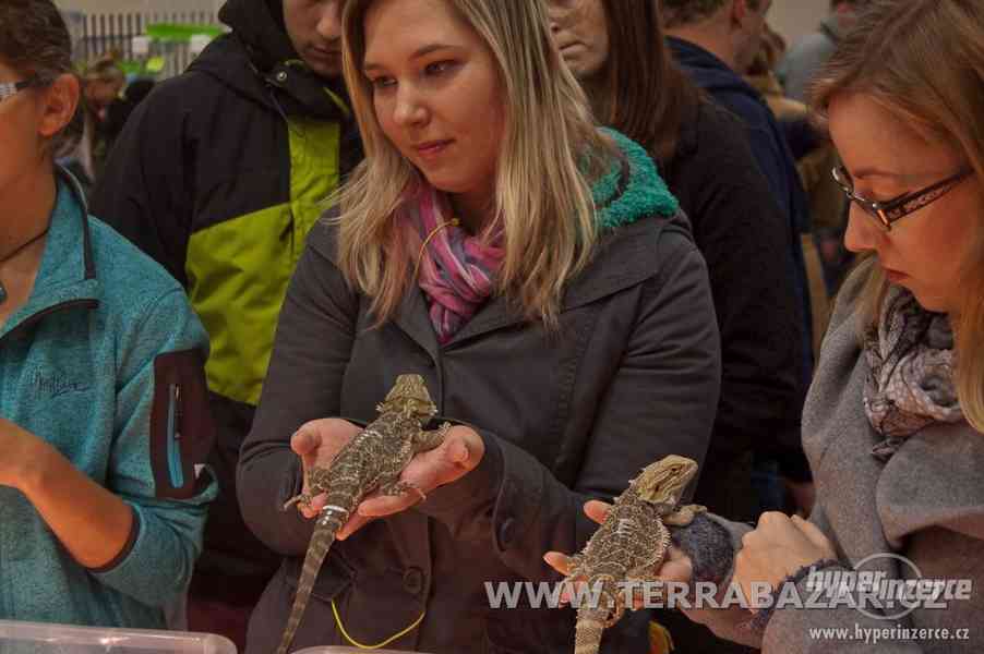 Burza terarijních zvířat v Praze na Pankráci - foto 1