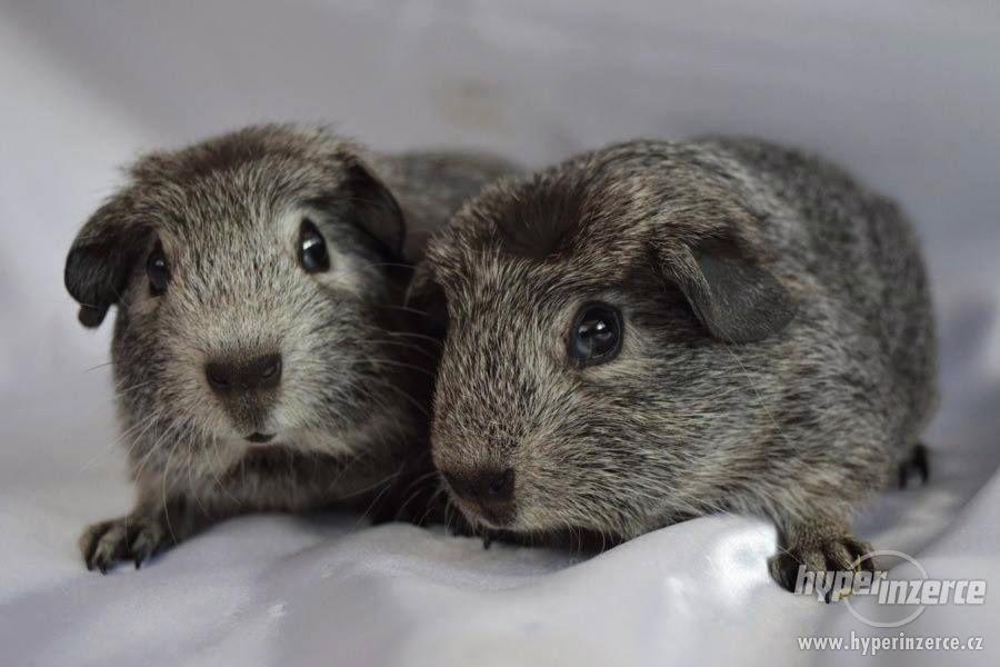 Morčata - hladké a crested - foto 1