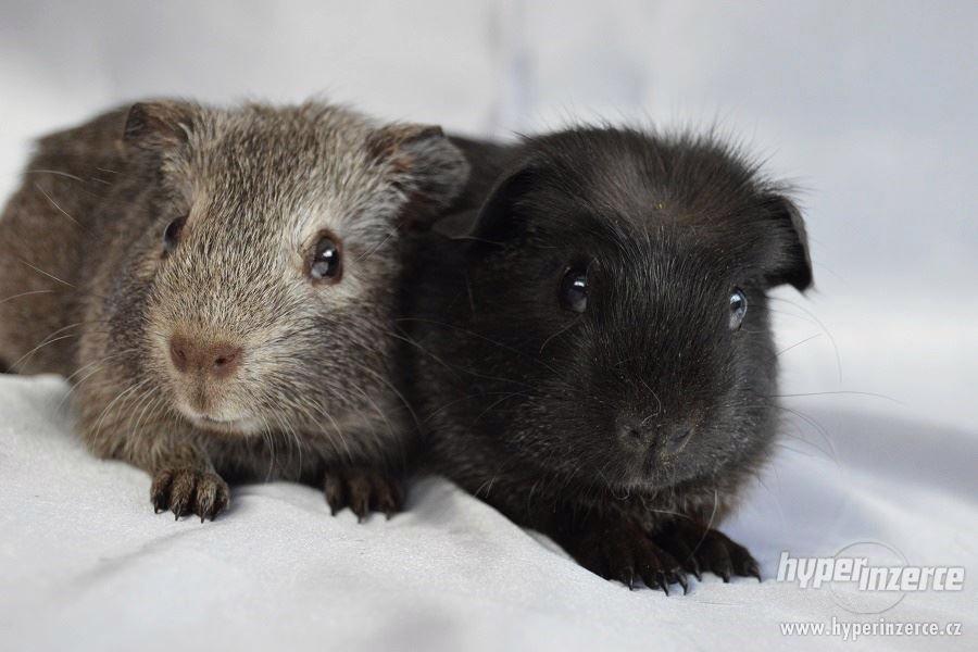 Morčata - hladké a crested - foto 2
