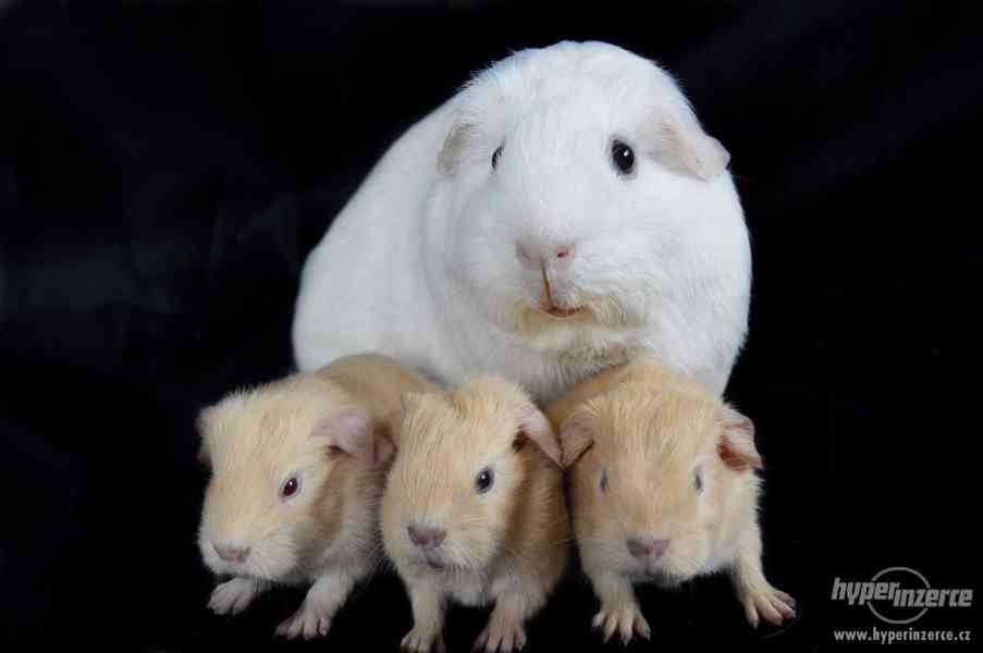 Morčata - hladké a crested - foto 3