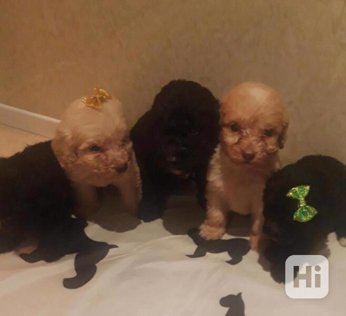 Štěňata kokršpaněla Ethel Musa s licencí od místního chovate - foto 1