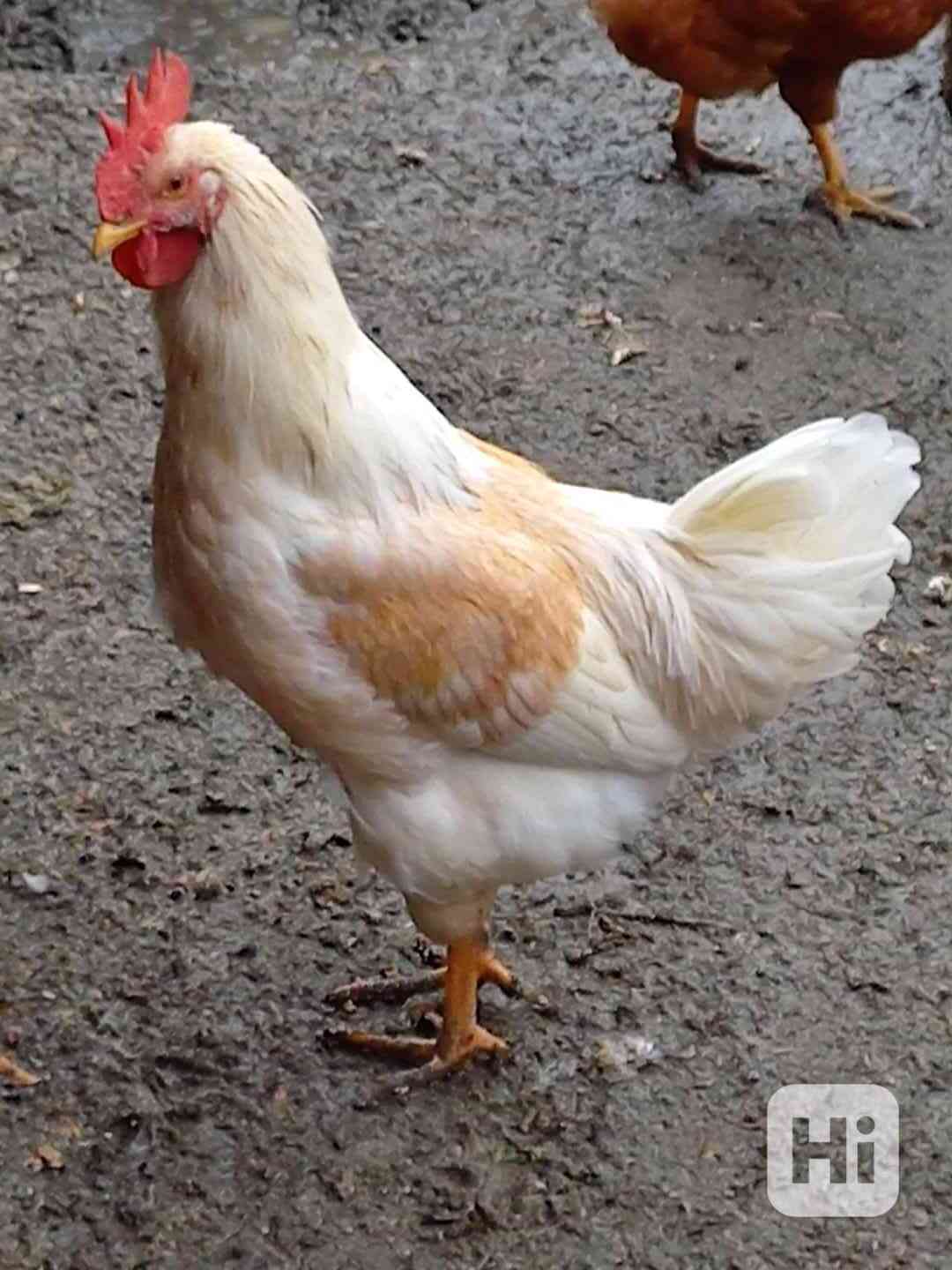 Prodám  kohouty  - foto 1