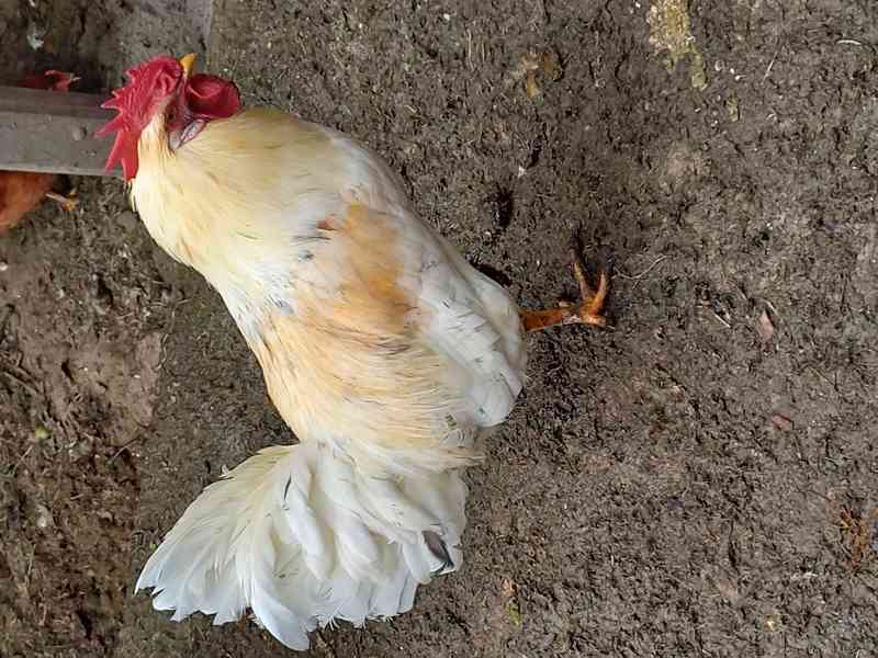 Prodám  kohouty  - foto 2