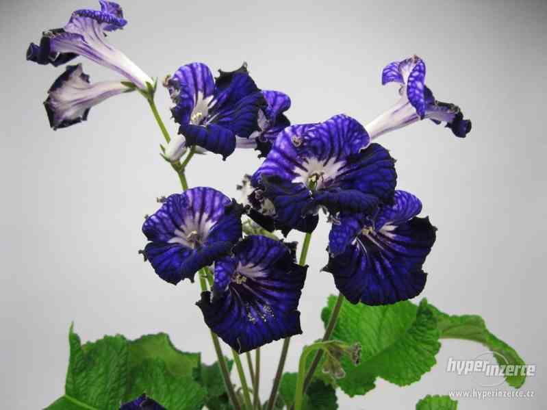 Streptocarpus-tořivka - foto 1