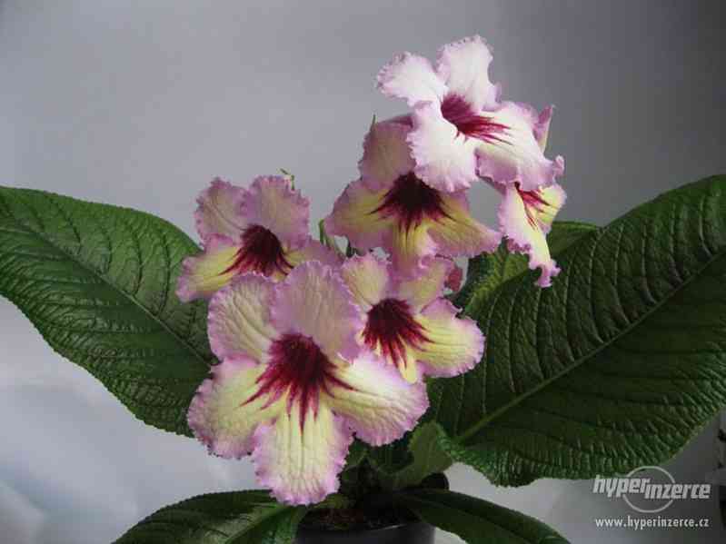 Streptocarpus-tořivka - foto 2