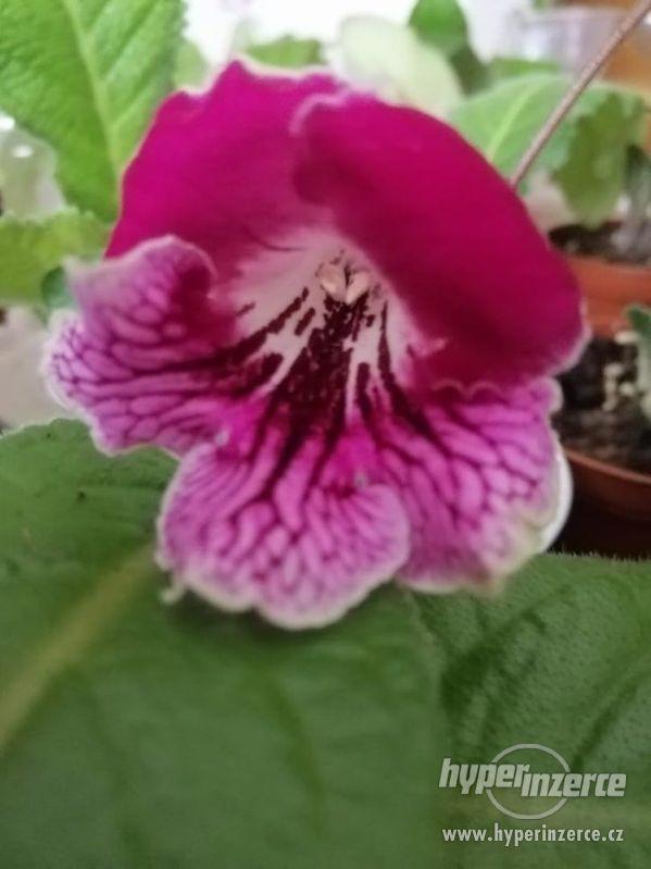 Streptocarpus-tořivka - foto 3