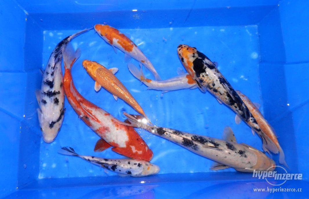 Jezírkové ryby - foto 1
