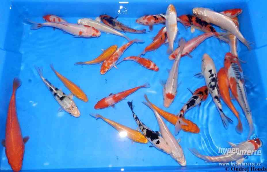 Jezírkové ryby - foto 6