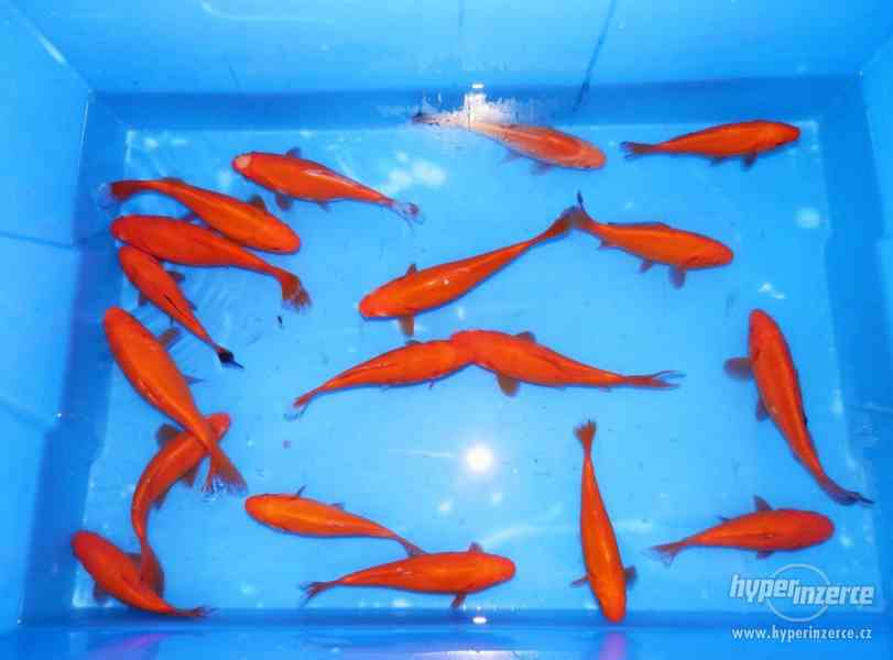 Jezírkové ryby - foto 8