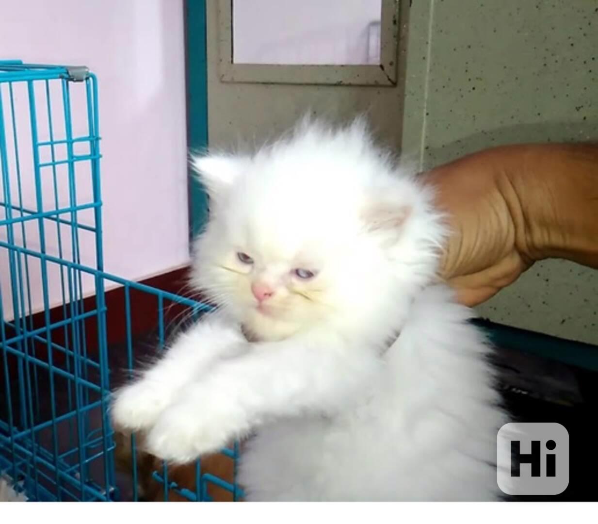 koťata mainské mývalí koťata k adopci - foto 1