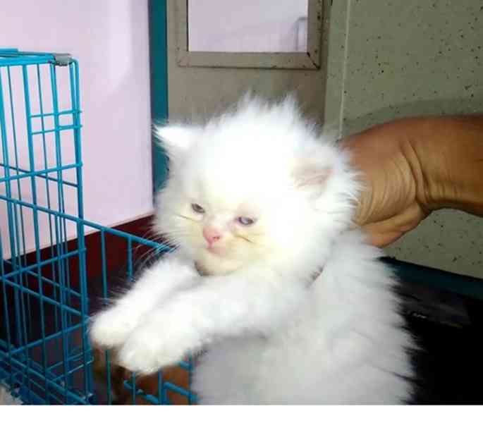 koťata mainské mývalí koťata k adopci