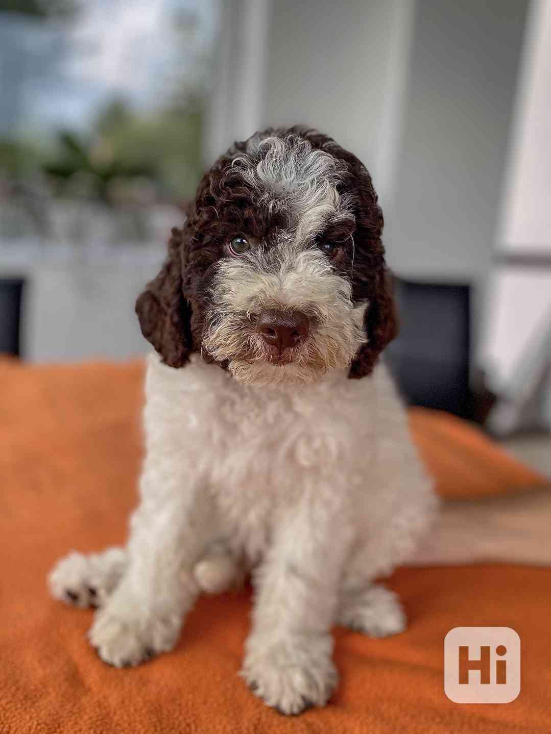 Lagotto Romagnolo - foto 1