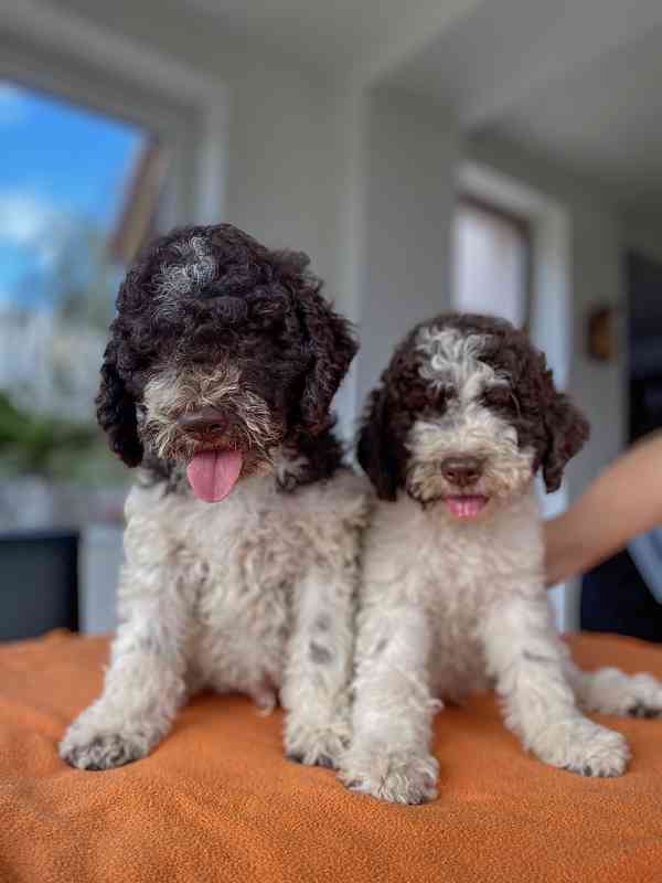 Lagotto Romagnolo - foto 11