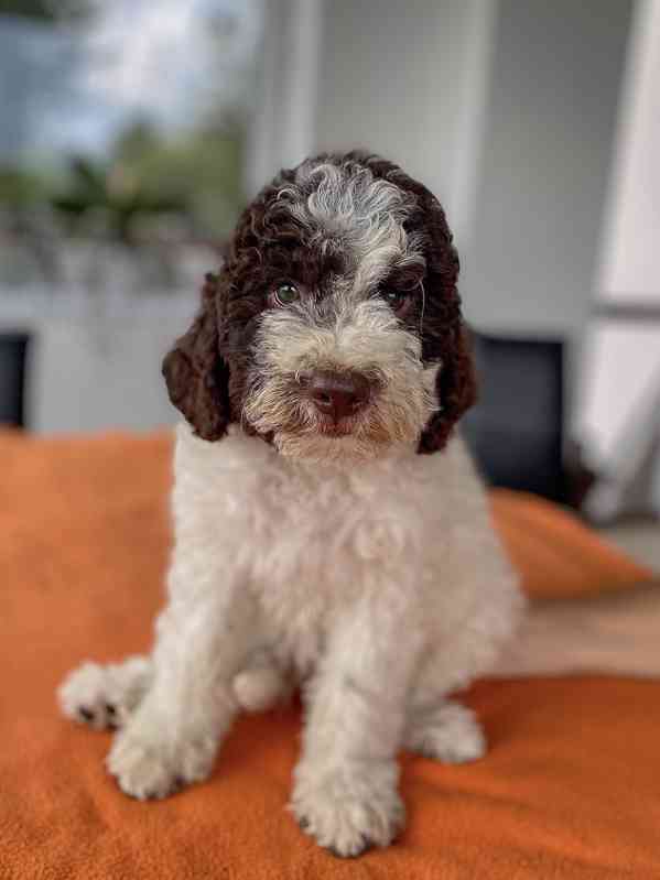 Lagotto Romagnolo