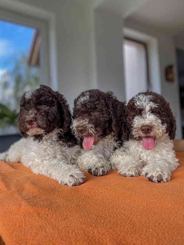 Lagotto Romagnolo - foto 12