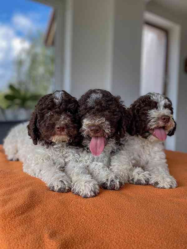 Lagotto Romagnolo - foto 13