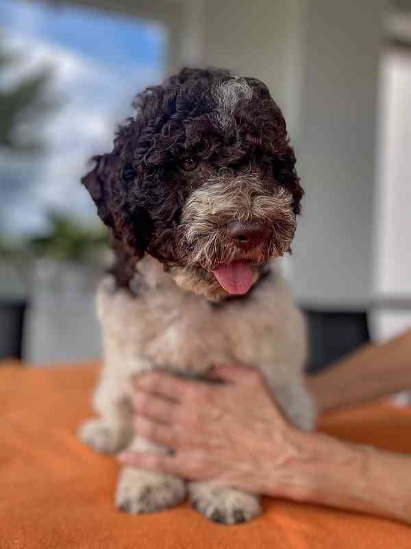 Lagotto Romagnolo - foto 3