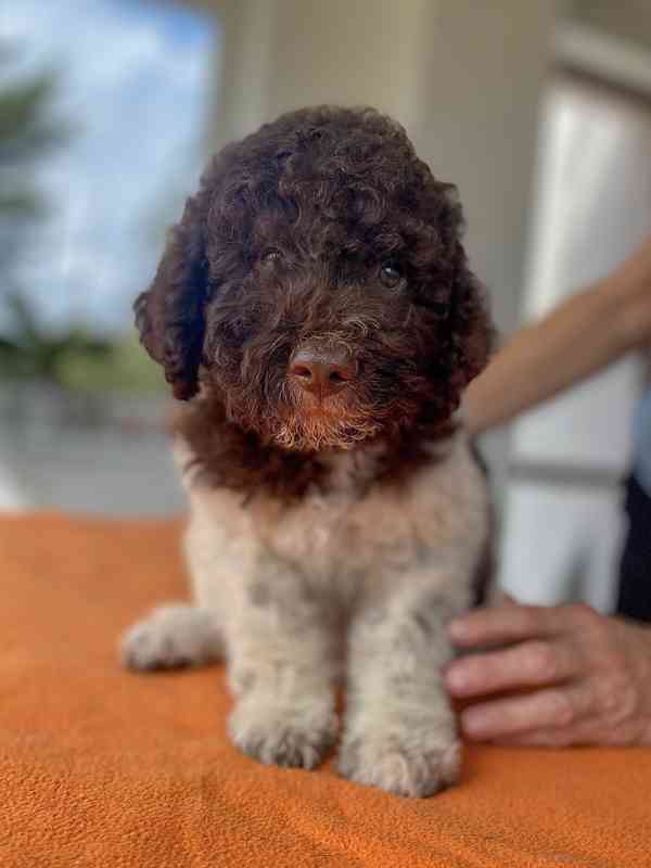 Lagotto Romagnolo - foto 7