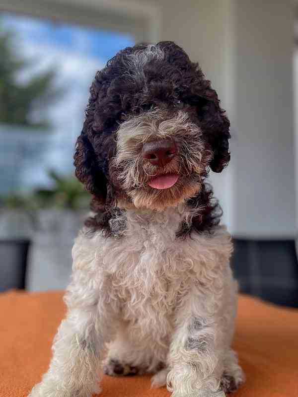 Lagotto Romagnolo - foto 4