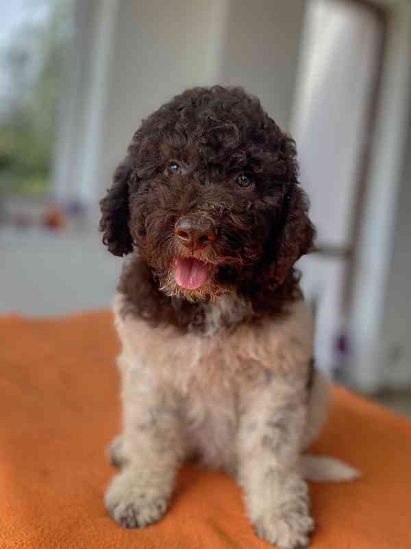 Lagotto Romagnolo - foto 8