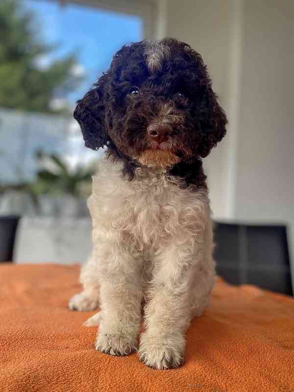 Lagotto Romagnolo - foto 10