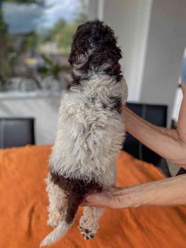 Lagotto Romagnolo - foto 6