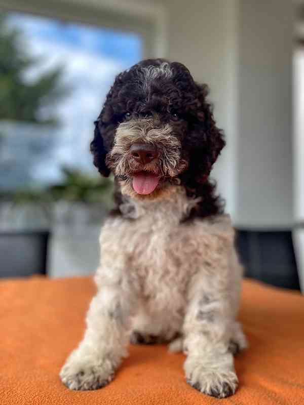 Lagotto Romagnolo - foto 5