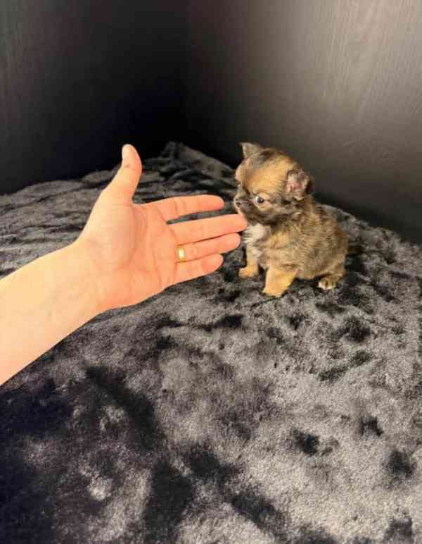 Štěňata čivavy nejvyšší kvality k adopci - foto 3