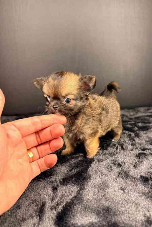 Štěňata čivavy nejvyšší kvality k adopci - foto 2