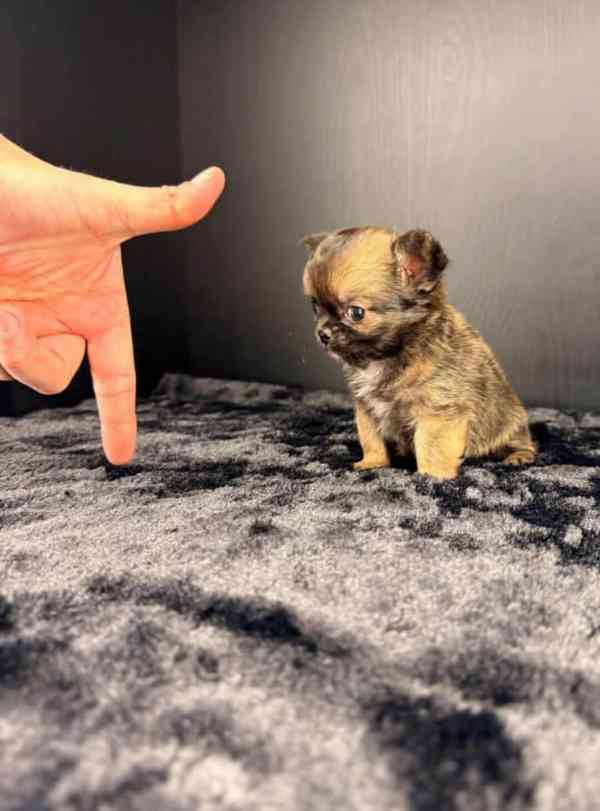 Štěňata čivavy nejvyšší kvality k adopci - foto 1