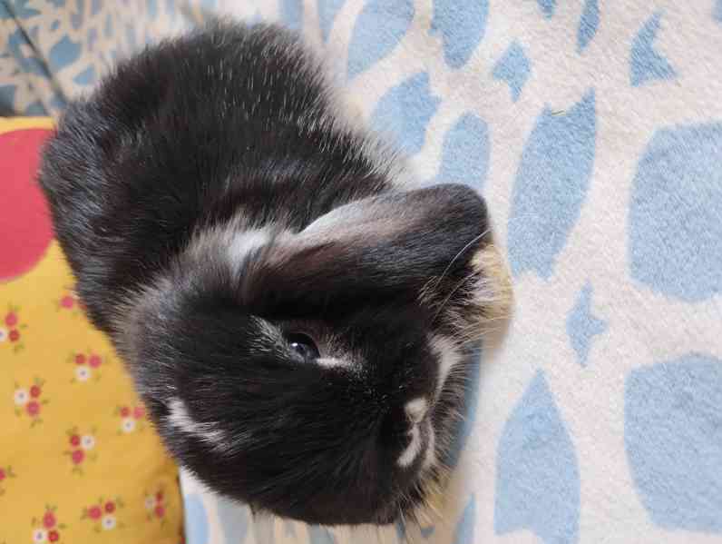 Králík  - foto 2