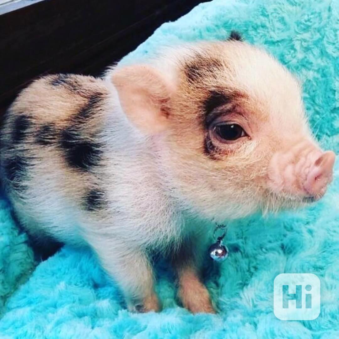 Nádherná prasátka k prodeji  - foto 1