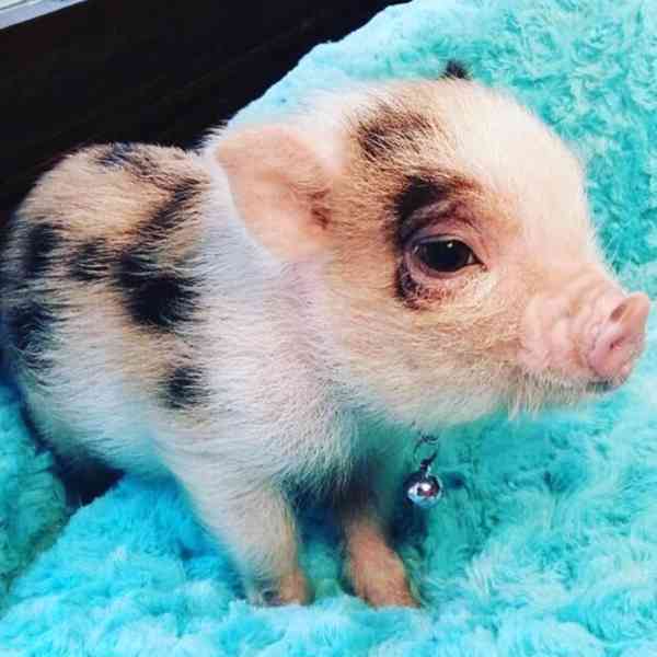 Nádherná prasátka k prodeji 