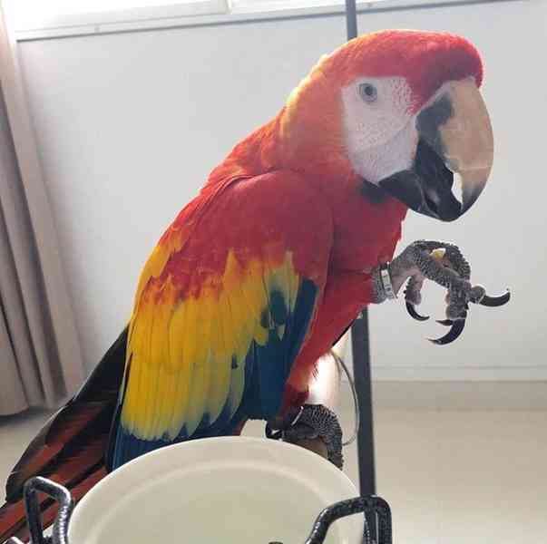 Papoušek - foto 1