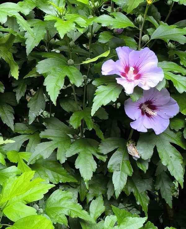 IBIŠEK VENKOVNÍ SAZENICE - foto 2