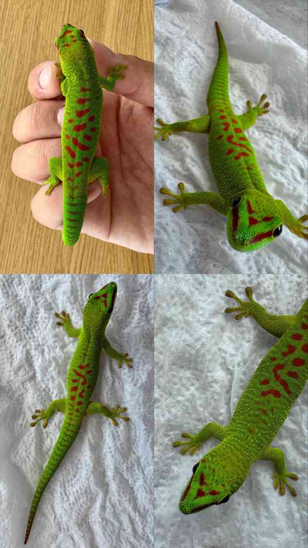 Phelsuma grandis 0.0.2 - foto 2