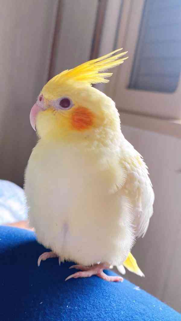 Překrásní papoušci korely ihned k adopci zdarma.   - foto 2