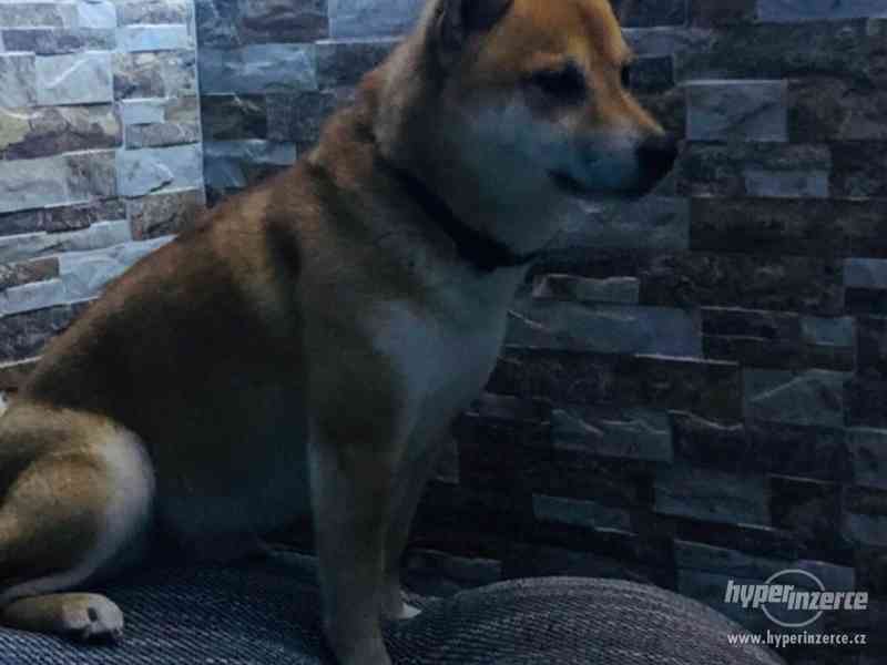 Shiba-inu kryti - foto 5