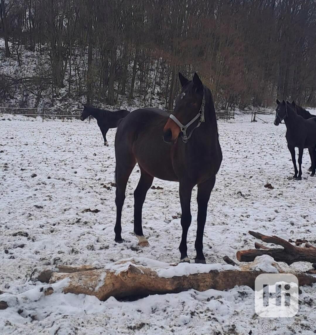 Polokrevná klisna A1/2 - foto 1