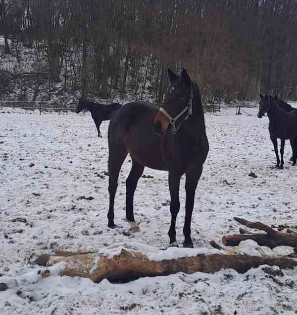 Polokrevná klisna A1/2 - foto 1