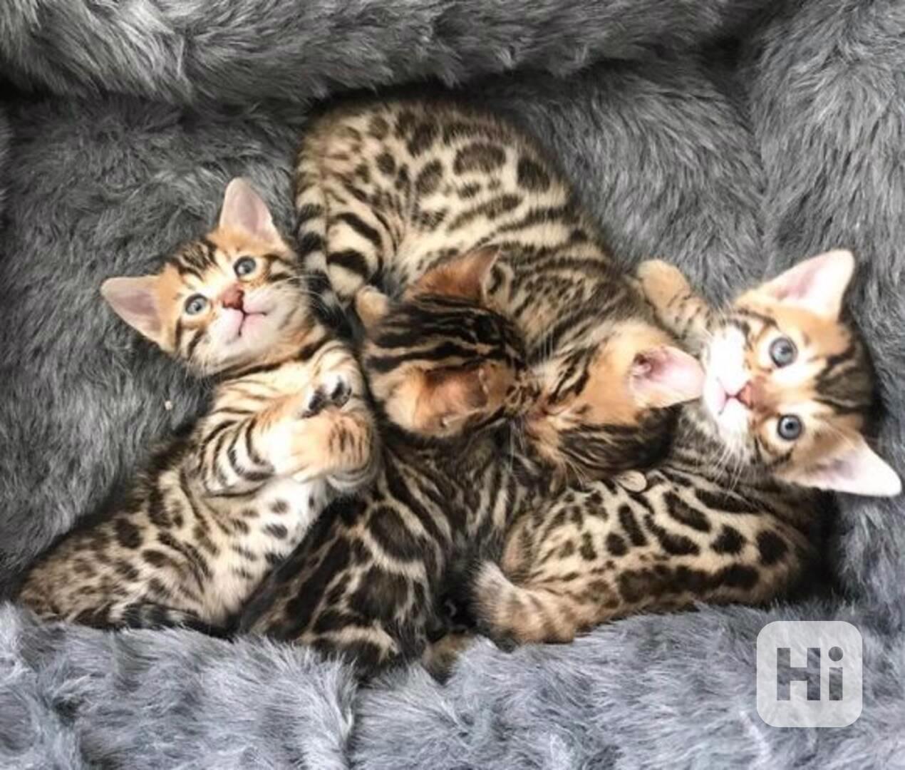 dvě bengálská koťátka k adopci - foto 1