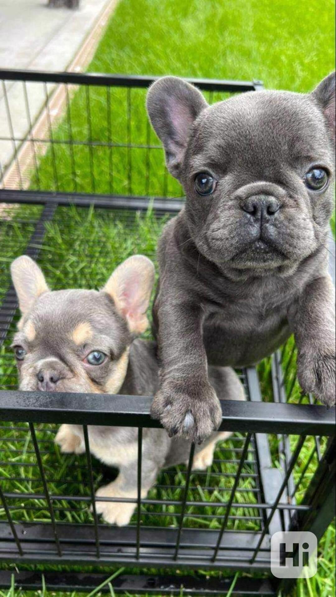 Anglický buldok - samec a samice k adopci - foto 1