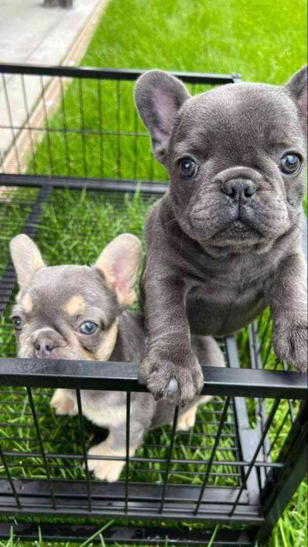 Anglický buldok - samec a samice k adopci - foto 1