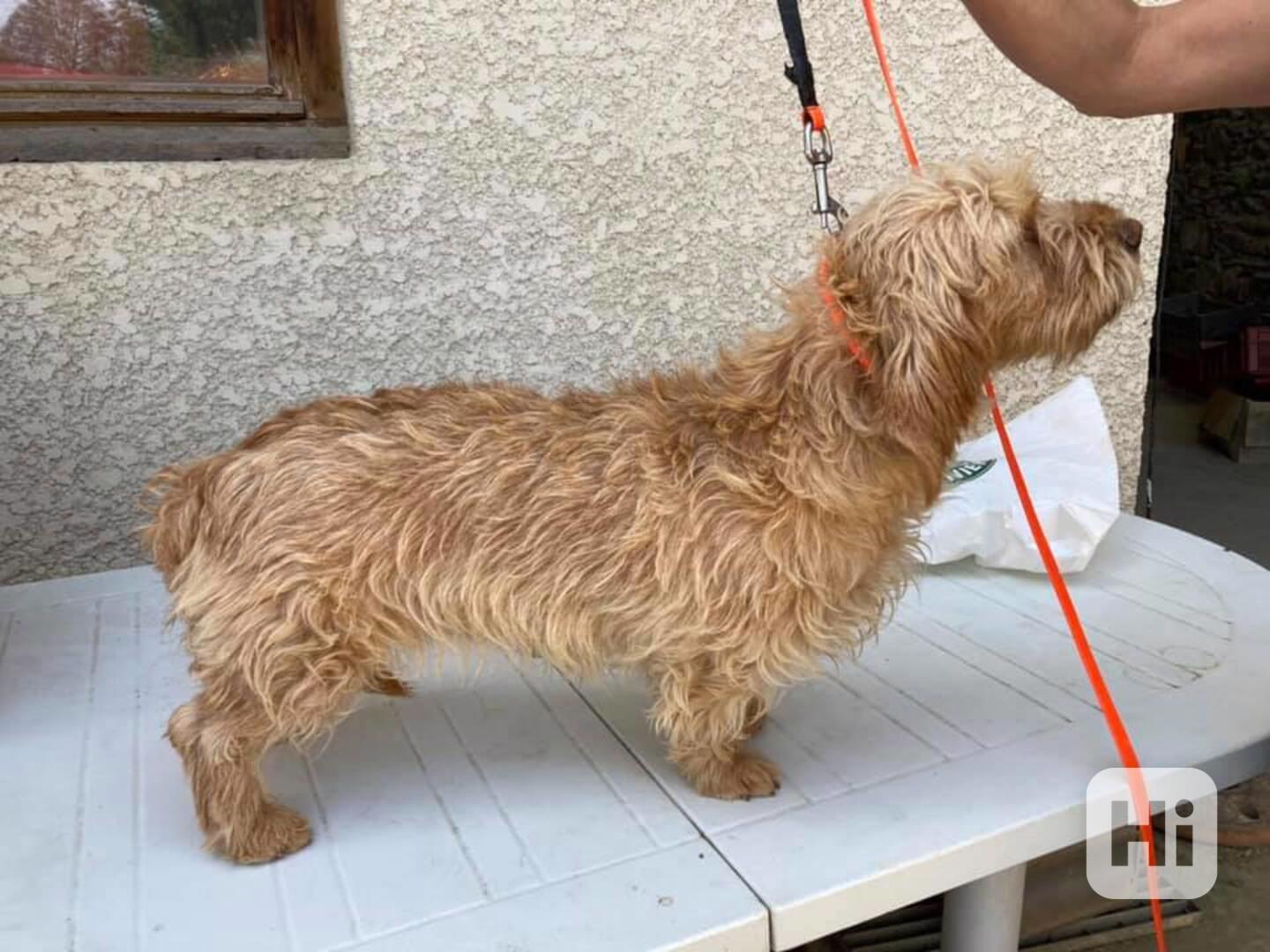 Plavý bretaňský baset je krátkonohé plemeno. Setkat se s ním - foto 1