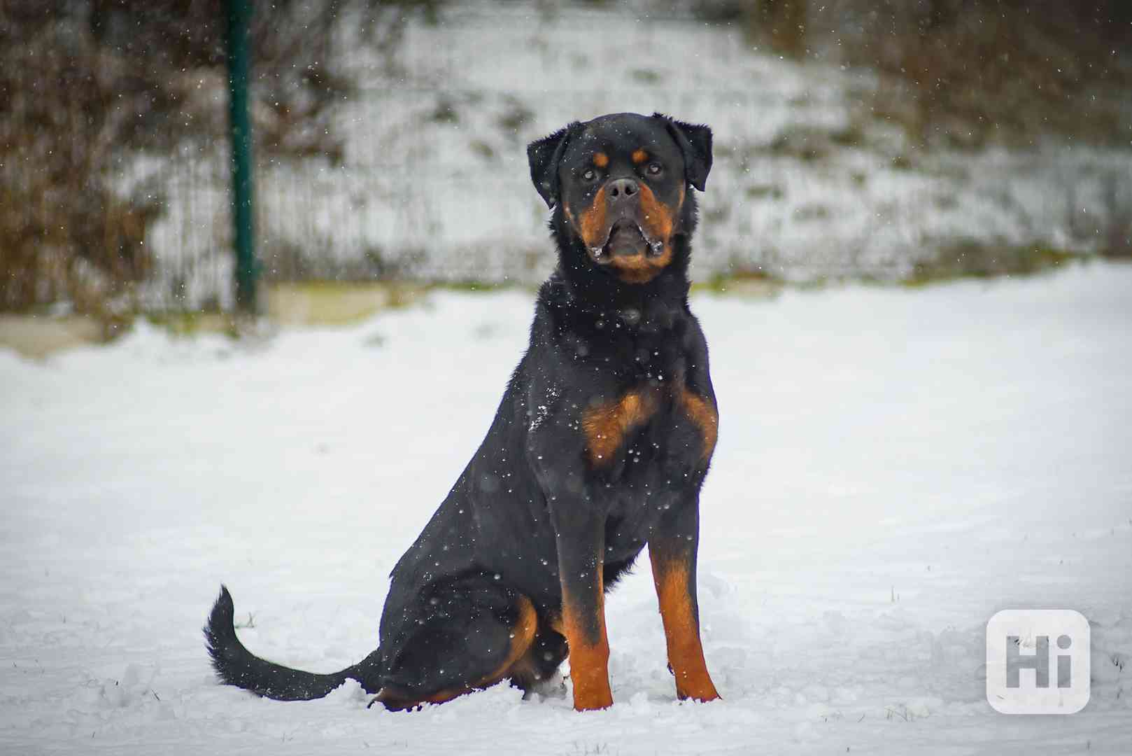 Muzzle – rozvážný chytrolín - rotvajler k adopci - foto 1