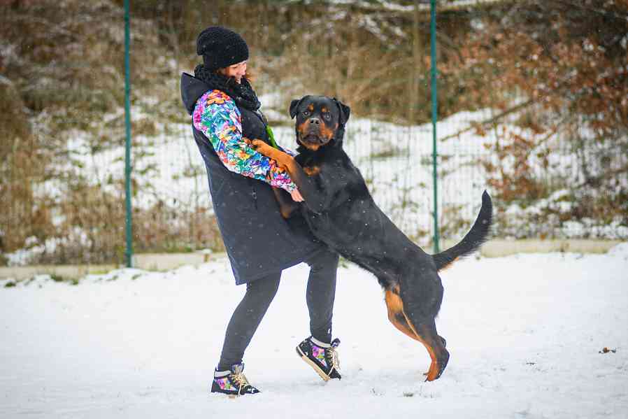 Muzzle – rozvážný chytrolín - rotvajler k adopci - foto 3