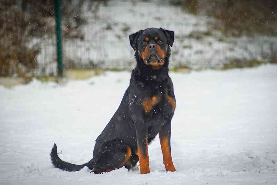 Muzzle – rozvážný chytrolín - rotvajler k adopci - foto 1